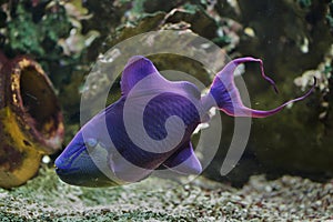 Red-toothed triggerfish Odonus niger