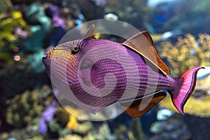 Red-toothed triggerfish - Odonus niger saltwater fish