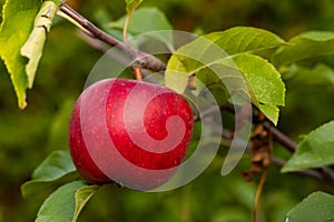 red Topaz apple on a tree