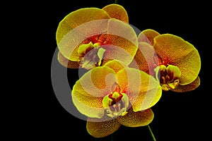 Red and topaz yellow color phalaenopsis orchids against black background