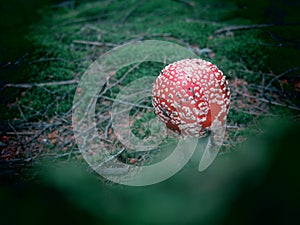Red topped white spotted toadstool photo