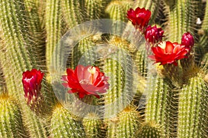 Red Torch Cactus Close up