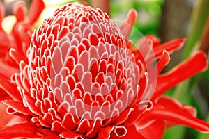The red Torch Ginger flower are colorful and blossoming.