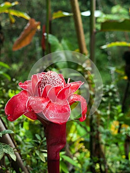 Red Torch Ginger Flower at Hawaii Big Island