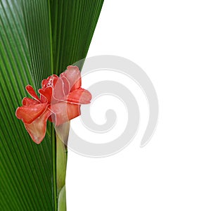 Red Torch Ginger flower with raindrops on green palm leaf and white background, tropical rainforest plants concept background.