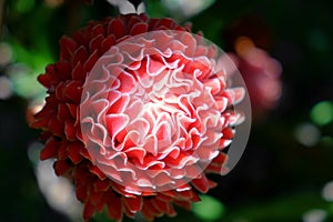 Red torch ginger local flower