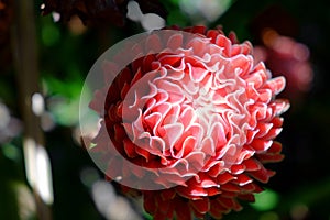 Red torch ginger local flower