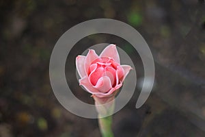 Red torch ginger tropical flower