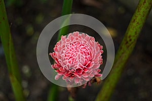 Red torch ginger tropical flower