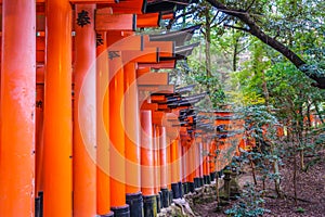 .Red Tori Gate at Fushimi Inari Shrine Temple in Kyoto, Japan