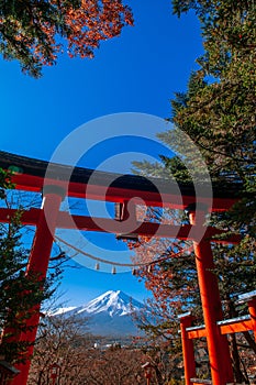 Red Torii gate of Chureito Pagoda Mount Fuji in centre under blue sky autumn. Shimoyoshida - Fujiyoshida