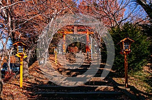 Red Torii gate of Chureito Pagoda Shrine entrance under autumn maple tree. Shimoyoshida - Fujiyoshida