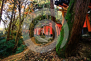 Red Torii gates in Fushimi Inari shrine in Kyoto, Japan