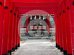 Red torii gates of Inari Jinja on the grounds of Bekku Oyamazumi shrine in Imabari