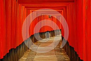 Red torii gates and lantern