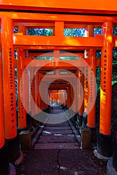 Red toriis in fushimi near Kyoto Japan