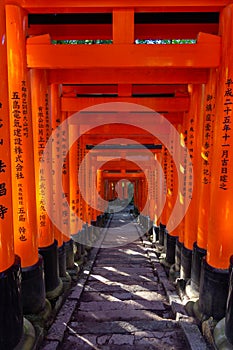 Red toriis in fushimi near Kyoto Japan