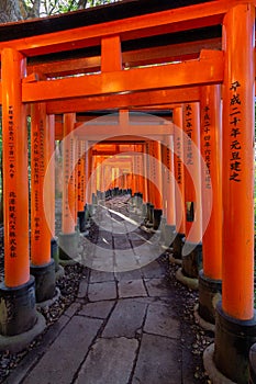 Red toriis in fushimi near Kyoto Japan