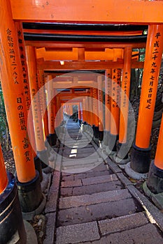 Red toriis in fushimi near Kyoto Japan