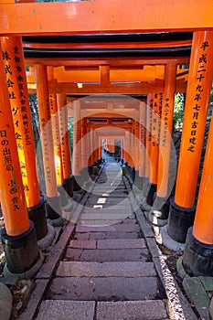 Red toriis in fushimi near Kyoto Japan