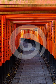 Red toriis in fushimi near Kyoto Japan