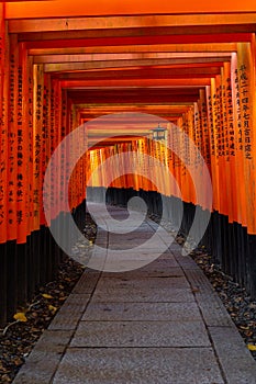 Red toriis in fushimi near Kyoto Japan