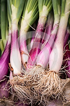 Red Torpedo Onions