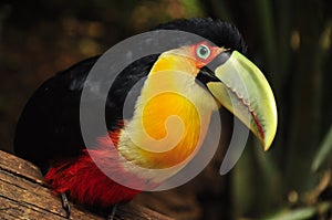 Red Toucan in Brazil forrest