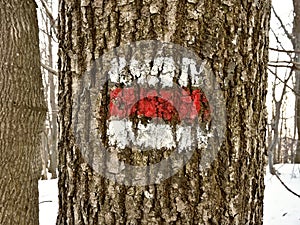 Red touristic mark on tree trunk rugger bark in snowy winter deciduous wood photo