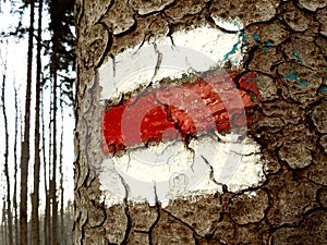 Red touristic mark on tree trunk rugger bark in snowy winter deciduous wood. Detail of new touristic path sign photo