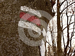 Red touristic mark on tree trunk rugger bark in snowy winter deciduous wood. Detail of touristic path sign photo