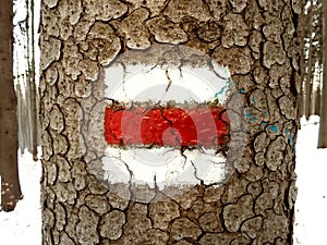 Red touristic mark on tree trunk rugger bark in snowy winter deciduous wood. Detail of touristic path sign photo