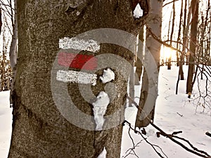 Red touristic mark on tree trunk rugger bark in snowy winter deciduous wood. Morning sun on background photo