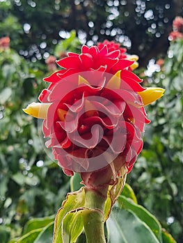 Red Tower Ginger Costus comosus in bloom