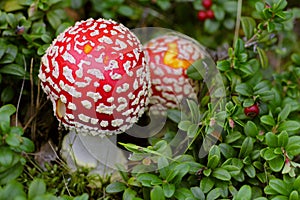 Red toxic Amanita muscaria mushroom