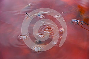 Red toxic contaminated water from a copper mine in Geamana, Rosia Montana photo