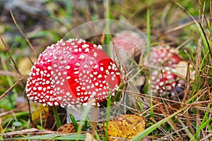 Red toxic mushroom family