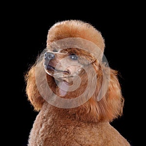 Red toy poodle close up