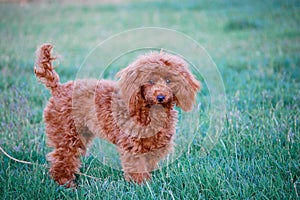 Red Toy Poodle Outdoors