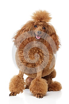 Red toy poodle puppy