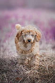 Red toy poodle puppy