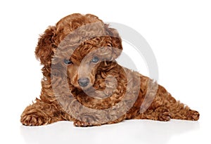 Red Toy Poodle puppy lying photo