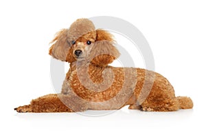 Red toy Poodle puppy lying on white background