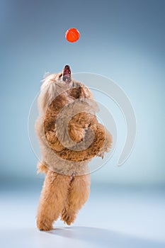 Red Toy Poodle puppy playing with a ball on gray