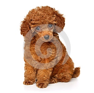 Red Toy Poodle puppy on a white background