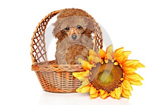 Red Toy Poodle puppy in wickker basket