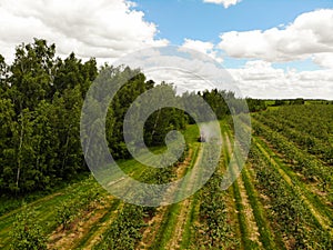 A red tractor sprays pesticides in an Apple orchard. Spraying an apple tree with a tractor