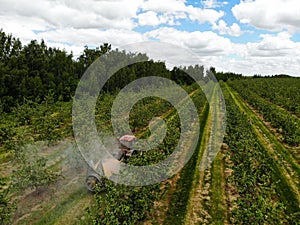 A red tractor sprays pesticides in an Apple orchard. Spraying an apple tree with a tractor