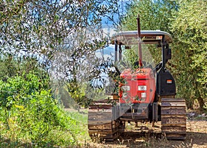 Red Tractor stands in the middle of a grove of olive trees.
