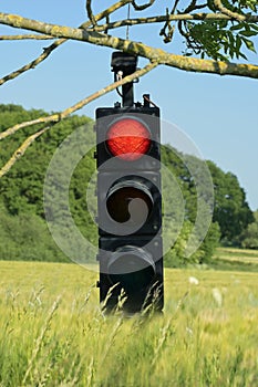 Red traffic light hanging in a tree above a field, stop symbol against pesticides and herbicides, natural landscape with organic photo